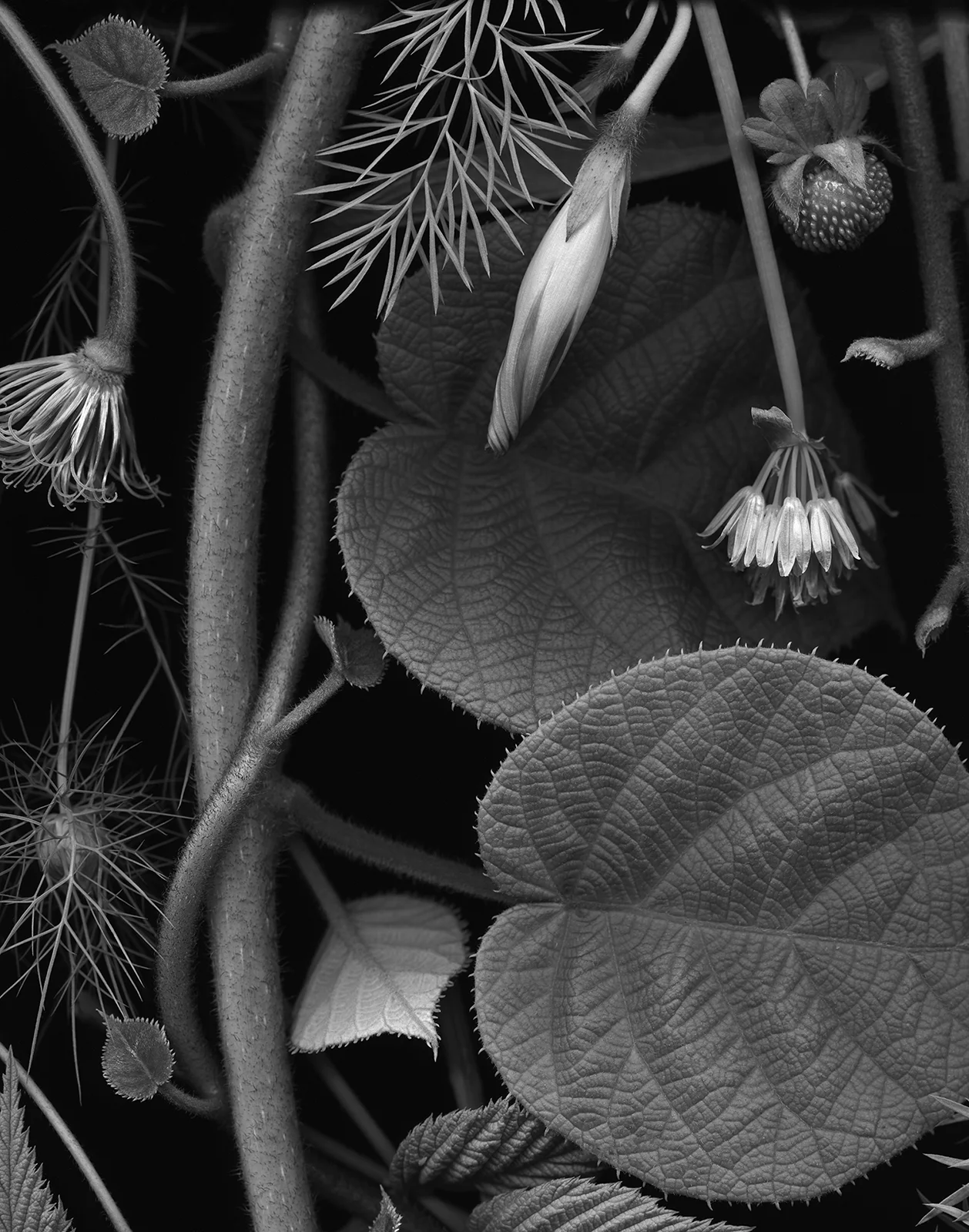 Camerawork Gallery — Deb Stoner